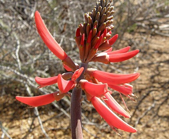 Erythrina flabelliformis