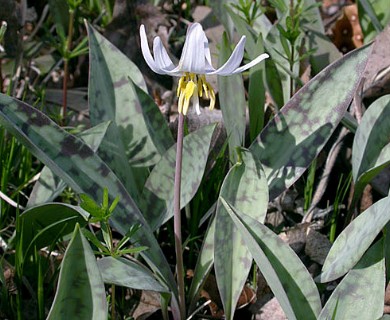 Erythronium albidum