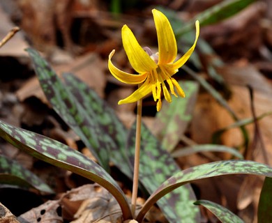 Erythronium americanum