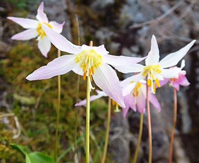 Erythronium elegans