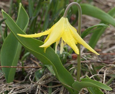 Erythronium grandiflorum