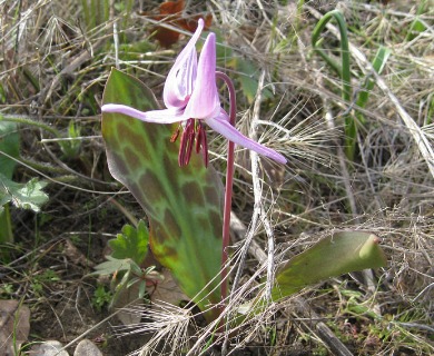 Erythronium hendersonii