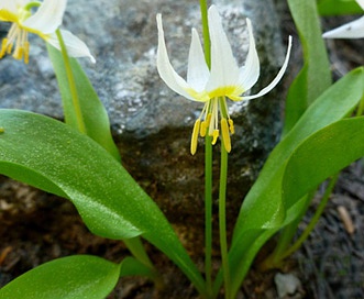 Erythronium klamathense