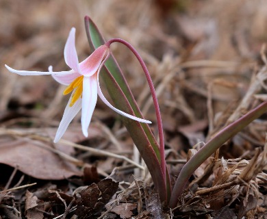 Erythronium mesochoreum