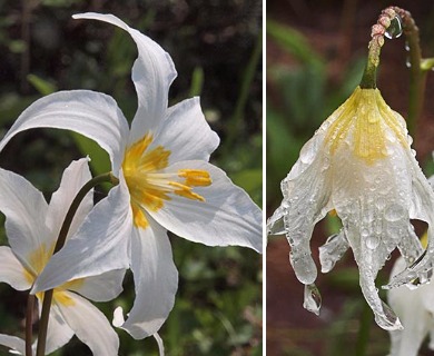 Erythronium montanum