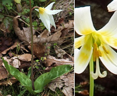 Erythronium oregonum