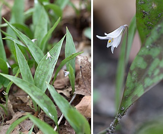 Erythronium propullans