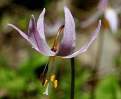 Erythronium quinaultense