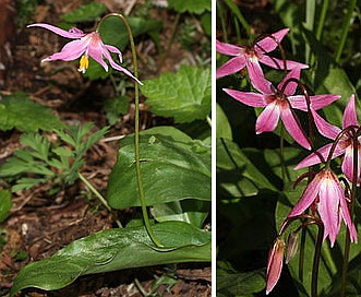 Erythronium revolutum