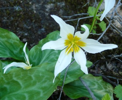 Erythronium shastense