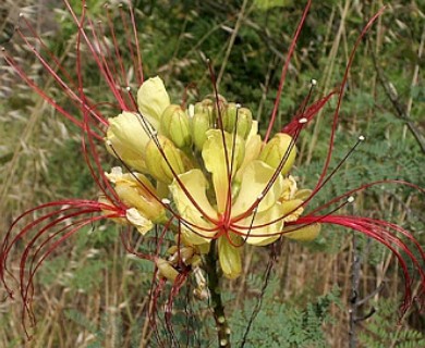 Erythrostemon gilliesii