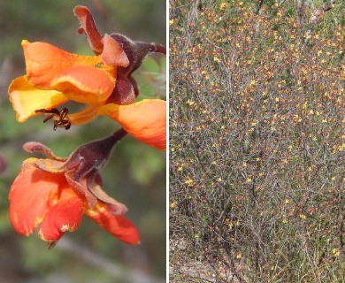 Erythrostemon palmeri