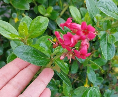 Escallonia rubra