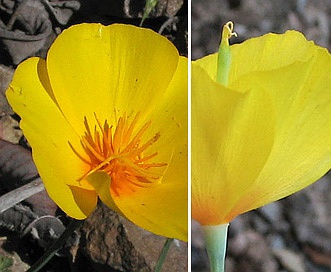 Eschscholzia caespitosa