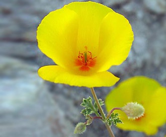 Eschscholzia hypecoides