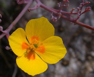 Eschscholzia ramosa