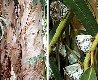 Eucalyptus globulus