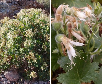 Eucnide cordata