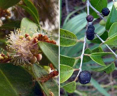 Eugenia axillaris