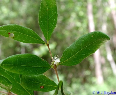 Eugenia foetida