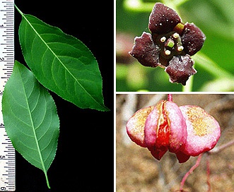 Euonymus atropurpureus