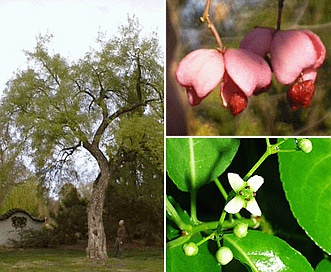 Euonymus europaeus