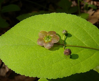 Euonymus obovatus