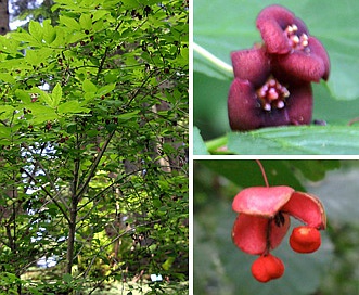 Euonymus occidentalis