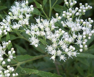 Eupatorium album