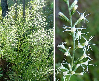 Eupatorium compositifolium