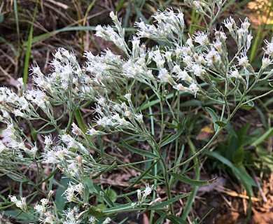 Eupatorium hyssopifolium