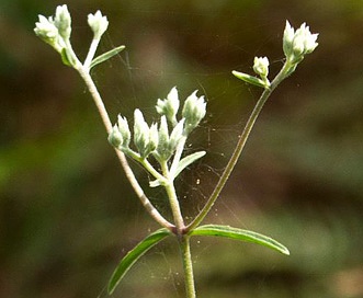 Eupatorium leucolepis