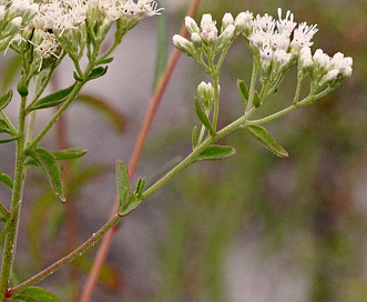 Eupatorium mohrii