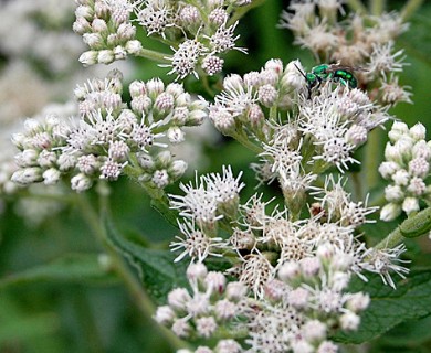 Eupatorium perfoliatum