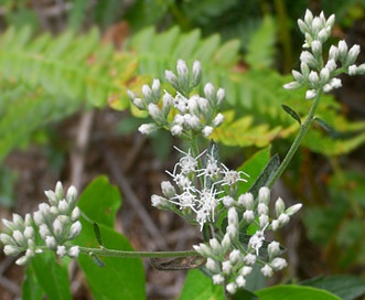 Eupatorium pilosum