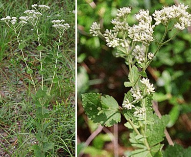 Eupatorium rotundifolium