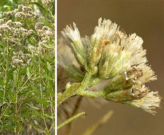 Eupatorium semiserratum