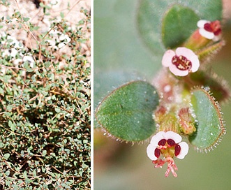 Euphorbia arizonica