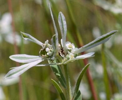 Euphorbia bicolor