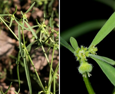 Euphorbia bilobata