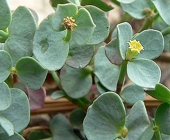 Euphorbia brachycera