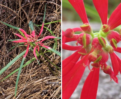 Euphorbia colorata