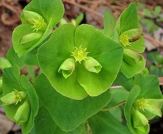 Euphorbia commutata