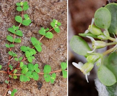 Euphorbia cordifolia