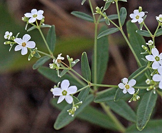 Euphorbia corollata