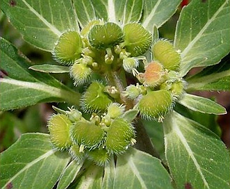 Euphorbia cuphosperma