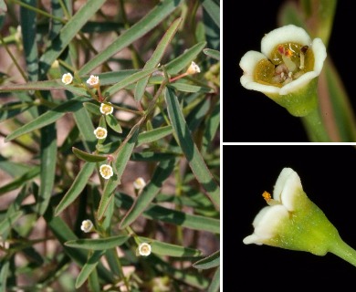 Euphorbia curtisii