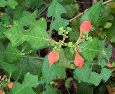 Euphorbia cyathophora