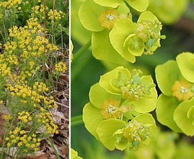 Euphorbia cyparissias