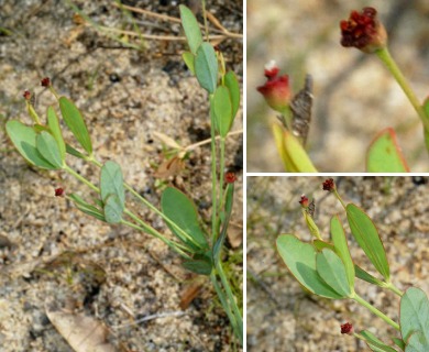 Euphorbia exserta